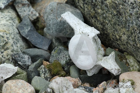 Antarctica cruise square bay marguerite south pole stone.