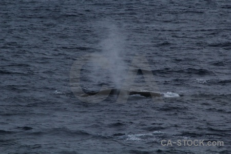 Antarctica cruise water animal spray sea.