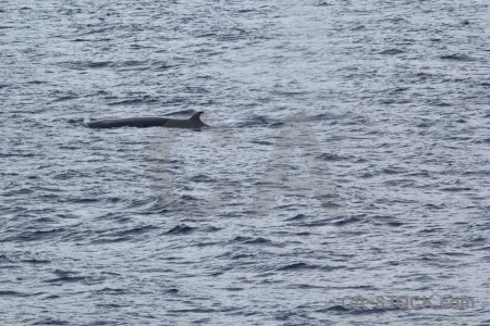 Antarctica cruise water day 4 whale animal.