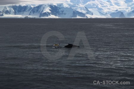 Antarctica cruise whale antarctic peninsula sea water.