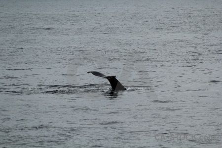 Antarctica cruise whale day 6 animal adelaide island.