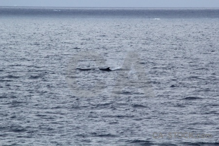 Antarctica cruise whale sea drake passage day 4.