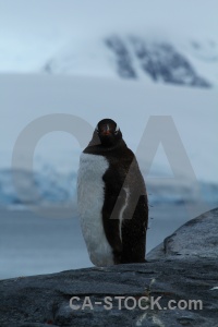 Antarctica cruise wiencke island animal south pole mountain.