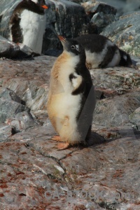 Antarctica cruise wilhelm archipelago south pole rock.