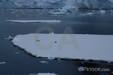 Antarctica day 6 antarctica cruise sea south pole.