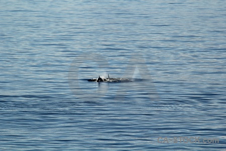 Antarctica day 6 sea orca antarctic peninsula.