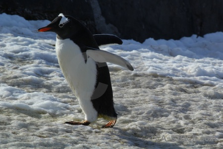 Antarctica day 8 petermann island antarctic peninsula cruise.