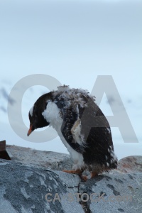 Antarctica dorian bay cruise rock antarctic peninsula.