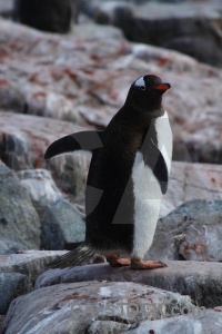 Antarctica feces south pole animal rock.