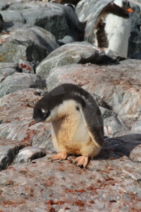 Antarctica rock gentoo antarctic peninsula south pole.