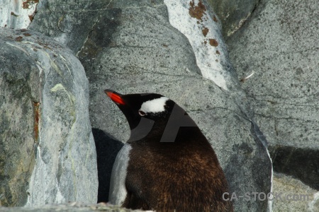 Antarctica south pole animal petermann island day 8.