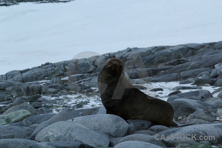 Antarctica south pole antarctic peninsula rock seal.