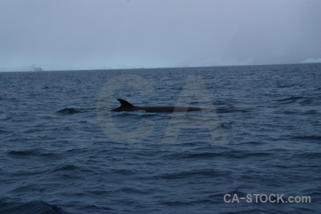 Antarctica south pole antarctic peninsula sea water.