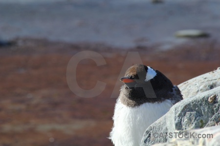 Antarctica south pole rock gentoo wilhelm archipelago.