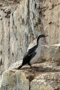 Antarctica south pole wilhelm archipelago petermann island bird.