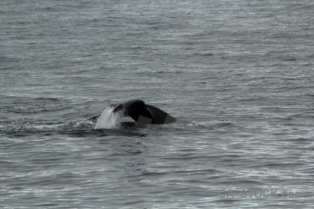 Antarctica whale adelaide island animal antarctic peninsula.