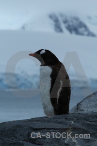 Antarctica wiencke island animal gentoo antarctic peninsula.