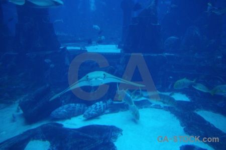 Aquarium fish dubai blue middle east.