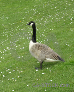 Aquatic animal bird green.