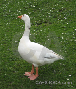 Aquatic animal bird green goose.