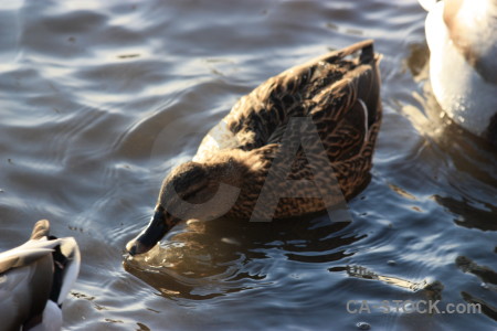 Aquatic animal bird pond water.