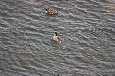 Aquatic animal bird water pond.