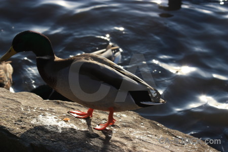Aquatic animal bird water pond.