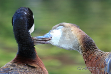 Aquatic animal green bird.