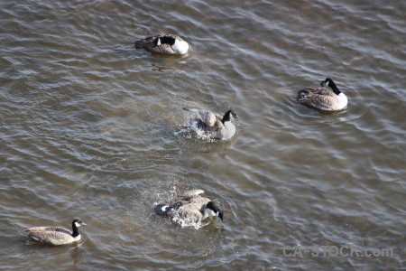 Aquatic animal water bird pond.