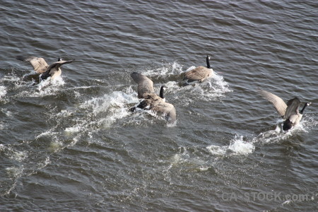 Aquatic animal water pond bird.