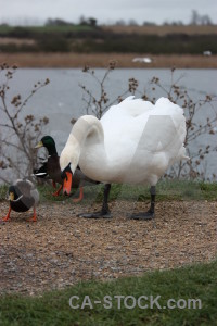 Aquatic animal water pond bird.