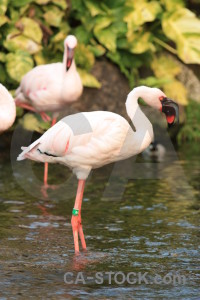 Aquatic bird animal flamingo pond.