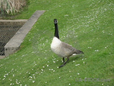 Aquatic bird animal green.