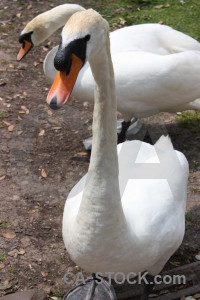 Aquatic bird green swan animal.
