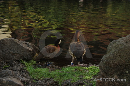 Aquatic bird pond water animal.