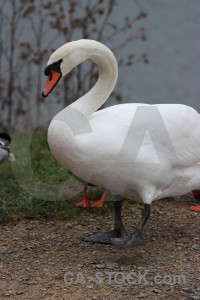 Aquatic bird water pond swan.