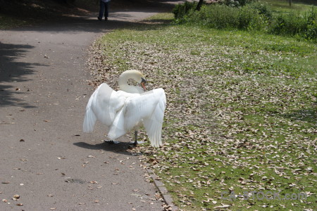 Aquatic green bird animal swan.