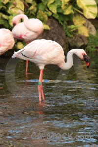 Aquatic pond animal bird flamingo.