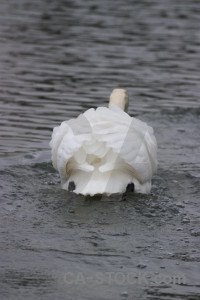 Aquatic pond animal bird water.