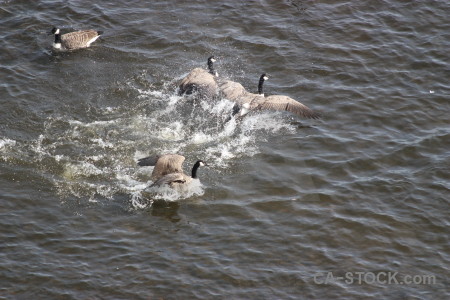 Aquatic pond animal water bird.