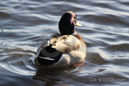 Aquatic pond animal water bird.
