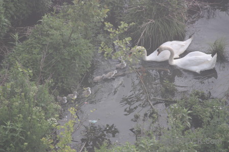 Aquatic pond swan bird animal.