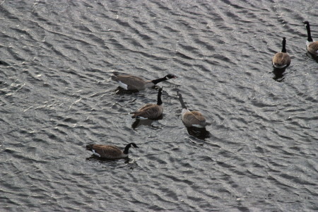 Aquatic pond water bird animal.