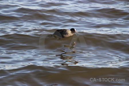 Aquatic pond water bird animal.