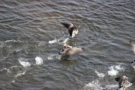 Aquatic pond water bird animal.