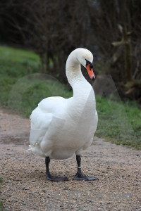 Aquatic swan animal bird green.