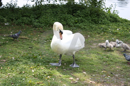 Aquatic swan animal green bird.