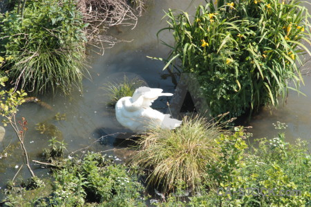 Aquatic swan animal pond bird.