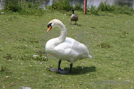Aquatic swan bird green animal.