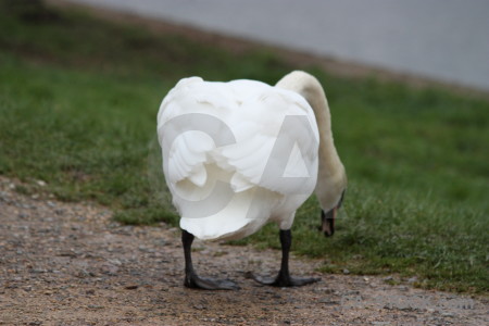 Aquatic swan bird water pond.